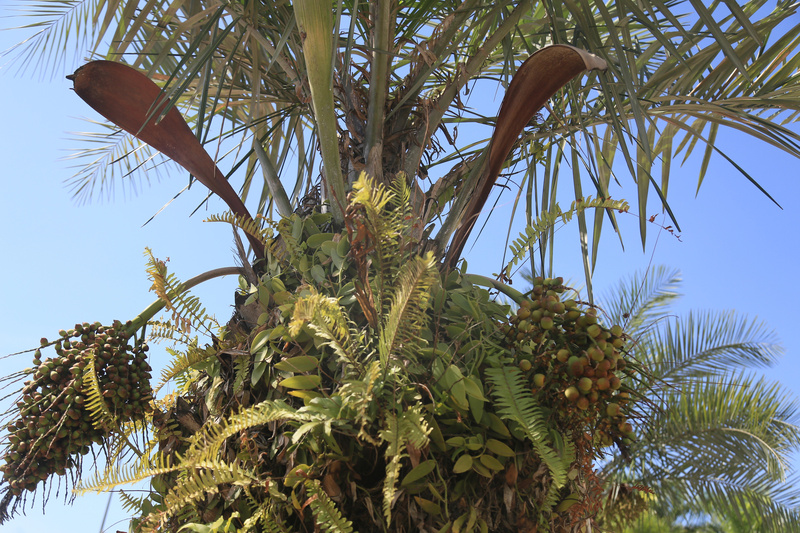 Projeto da Sudene contribui para a criação de Centro de Bionegócios e Estudos da Caatinga